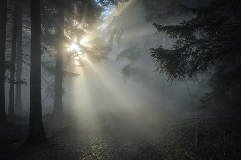 Misty Morning Shots