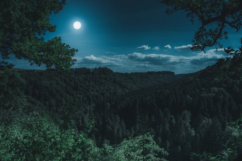 Mystical Forest Clearing